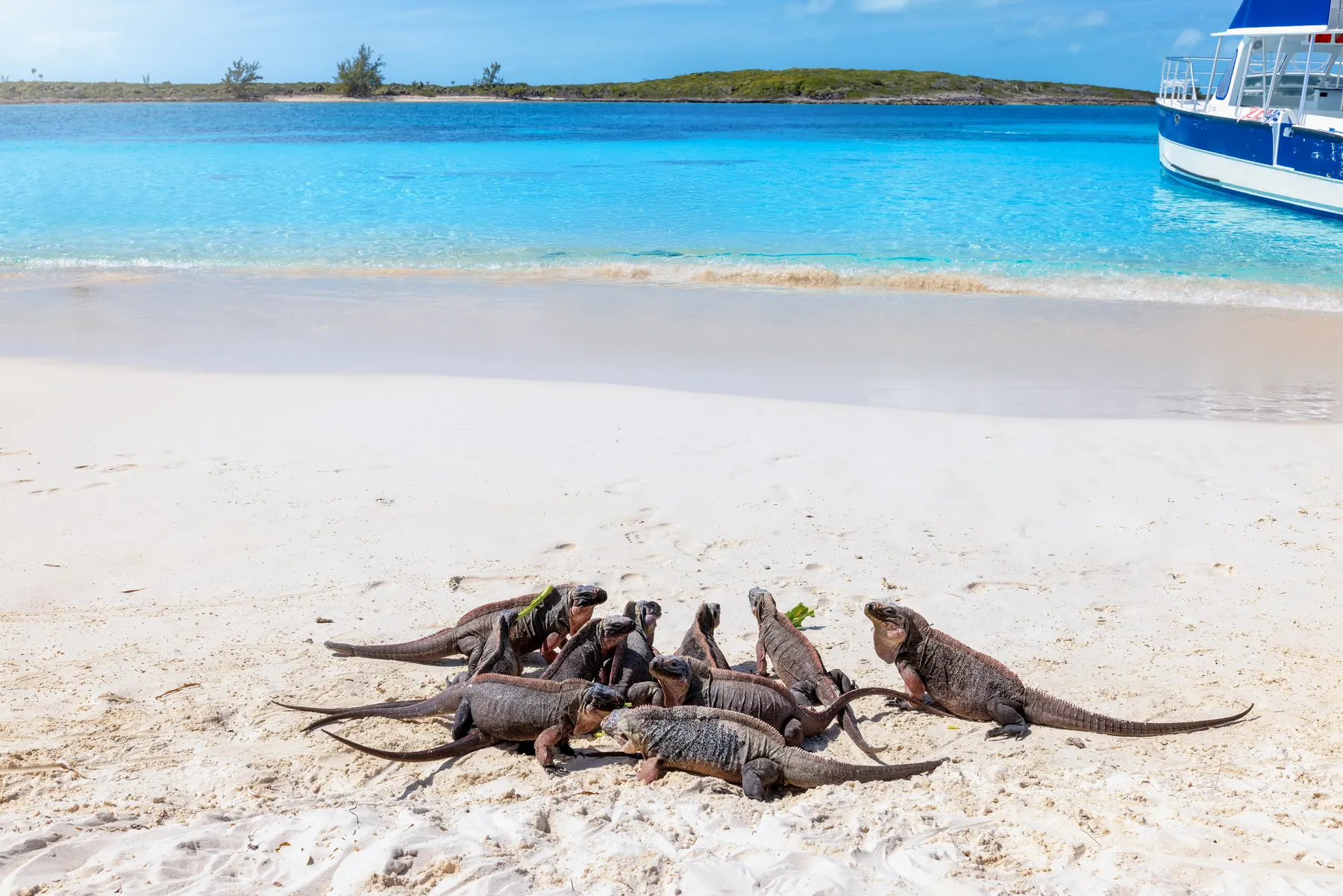Bahamian rock iguanas on the beach at Allans Cay, Exuma