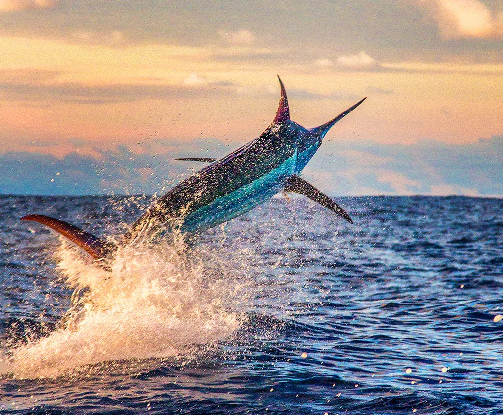 Blue marlin jumping offshore Exuma, Bahamas deep sea fishing